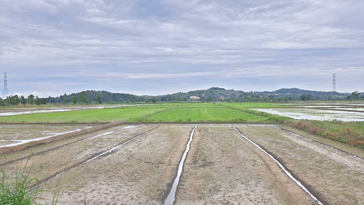 ขายที่ดินบ้านบ่อก้าง ต.จอมสวรรค์ อ.แม่จัน จ.เชียงราย พื้นที่ 11-0-8 ไร่