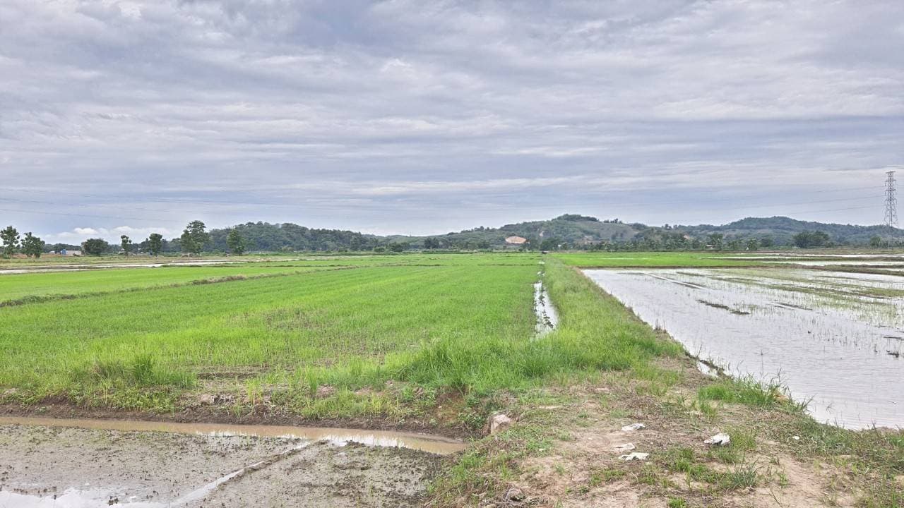 ขายที่ดินบ้านบ่อก้าง ต.จอมสวรรค์ อ.แม่จัน จ.เชียงราย พื้นที่ 11-0-8 ไร่ 2