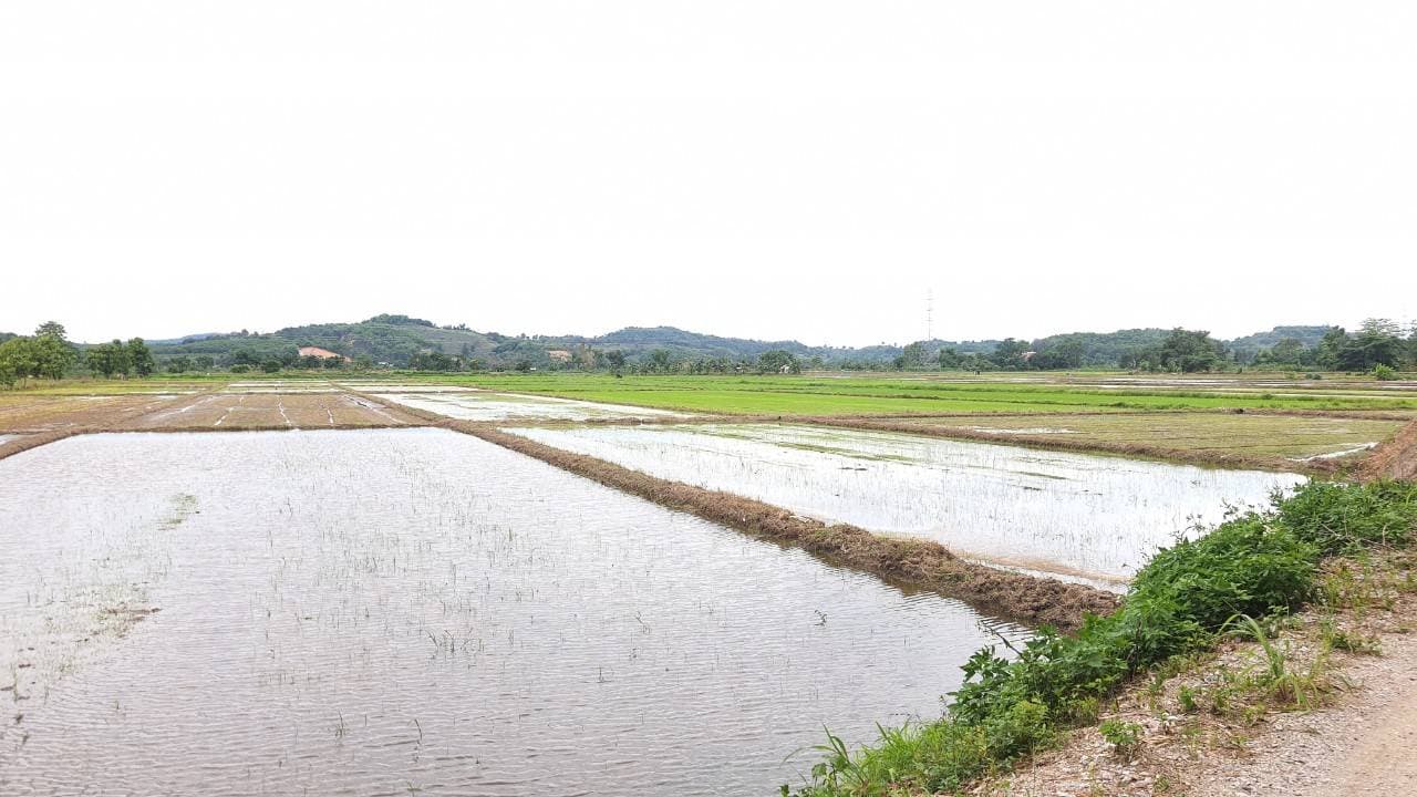 ขายที่ดินบ้านบ่อก้าง ต.จอมสวรรค์ อ.แม่จัน จ.เชียงราย พื้นที่ 11-0-8 ไร่ 5