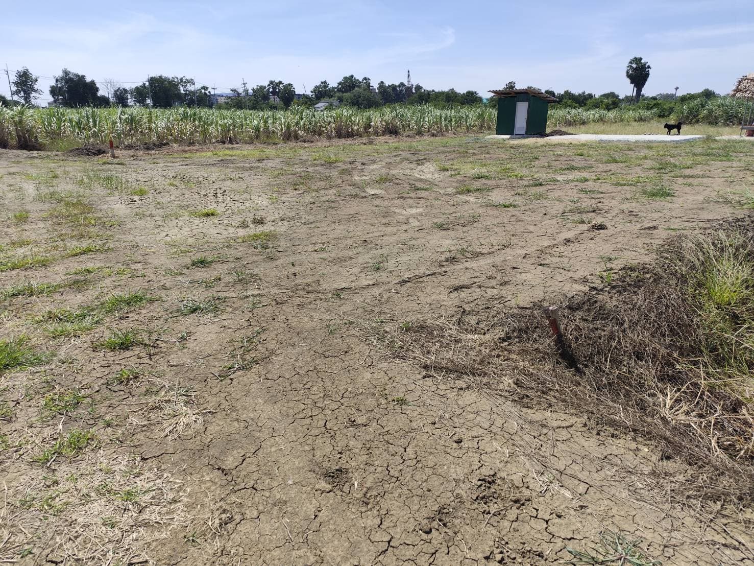 Vacant land for sale 1-9 Rais good view natural plot amidst cornfields near Kasetsart University Nakhon Pathom 5
