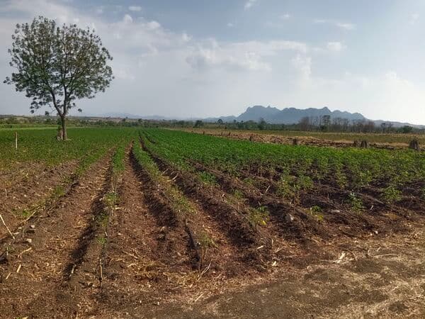 ขายที่ดินเกษตร 5 ไร่ 49 ตร.ว. ใกล้ชุมชน ติดทางรถไฟ อ.ชัยบาดาล จ.ลพบุรี