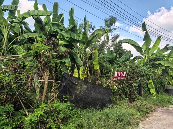 ขายที่ดินเปล่า 70ตรว. คลอง11 หมู่บ้านนริศรา ซ.4 ถูกกว่าราคาประเมิน เจ้าของขายเอง โทร 0969654945