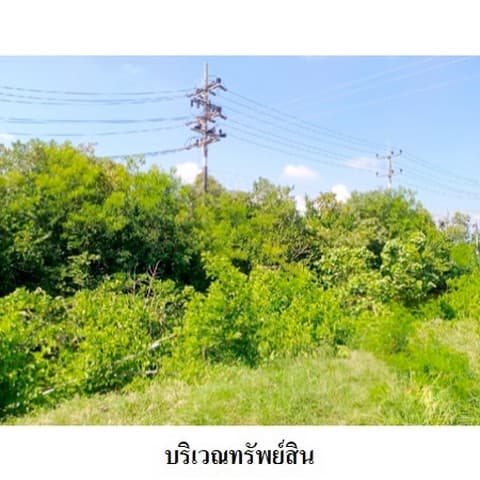 ขายที่ดินว่างเปล่า ถนน สายสงขลา-ระโนด (ทล.408) ตำบล ท่าบอน อำเภอ ระโนด จังหวัด สงขลา
