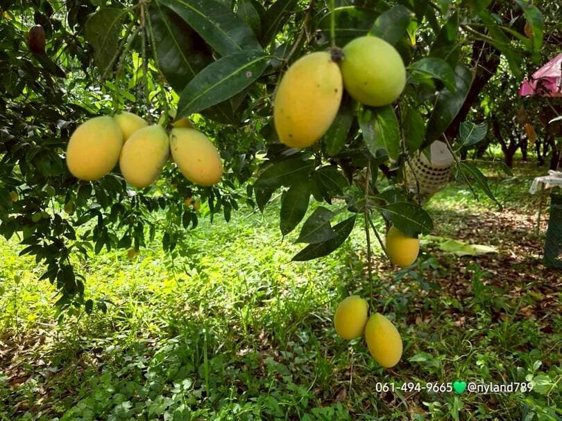 ขายที่สวน ใกล้รร.นายร้อยจปร. เดินทางง่าย ใกล้ชุมชน สวนมะยงชิด บรรยากาศร่มรื่น ต.พรหมณี อ.เมือง จ.นครนายก โฉนดครุฑแดงพร้อมโอน