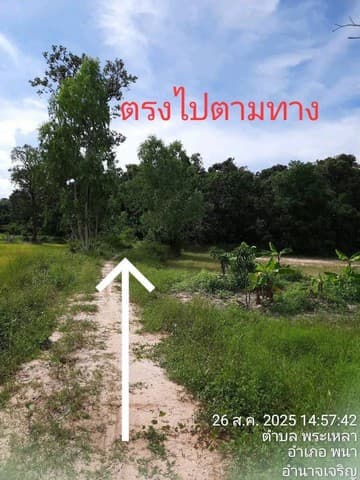 ขายที่ดินอำเภอพนา จังหวัดอำนาจเจริญ เนื้อที่ 7 ไร่ 3 งาน 28 ตารางวา