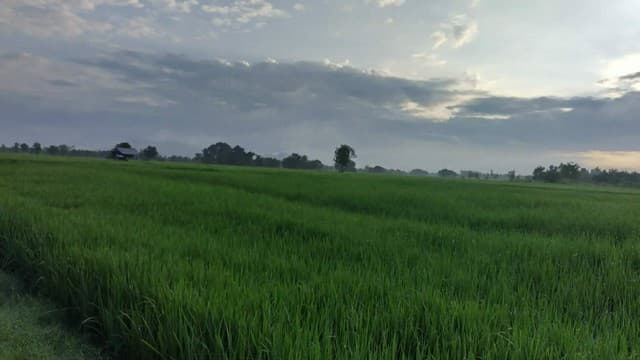 ขายที่ดินราคาถูกอำเภอเนินมะปราง จังหวัดพิษณุโลก เนื้อที่ 10 ไร่