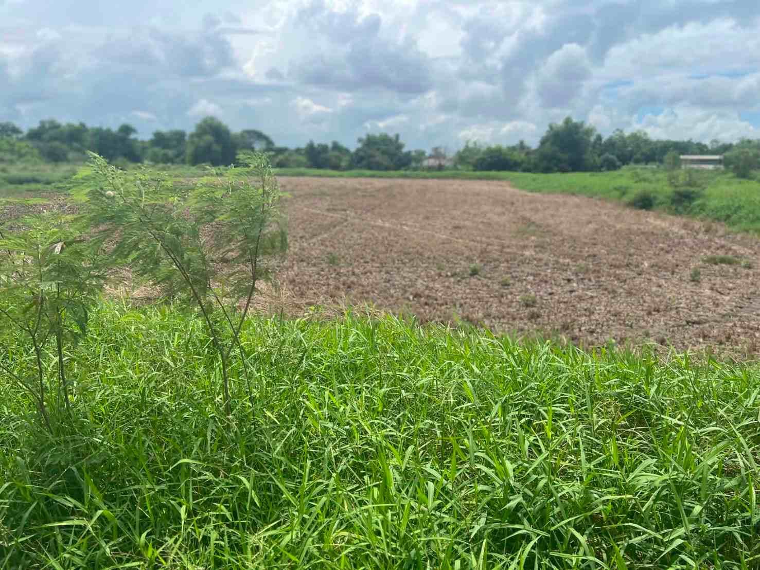 ขายที่ดินเปล่า 4 ไร่ คลองสิบ ลำลูกกา ปทุมธานี