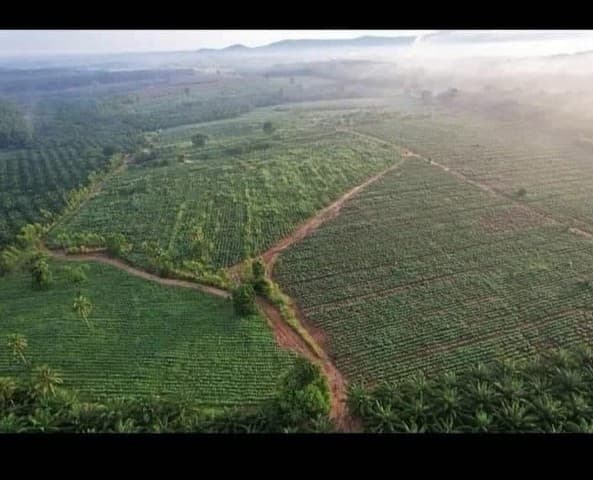 ขายที่ดิน แปลงสวย 1,065 ไร่ ผังสีเหลือง แปลงใหญ่ บ้านบึง ชลบุรี