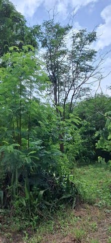 ขายอาคารพาณิชย์ ถ.สายสุราษฎร์-ตะกั่วป่า ต.เขาวง อ.บ้านตาขุน จ.สุราษฎร์ธานี 6