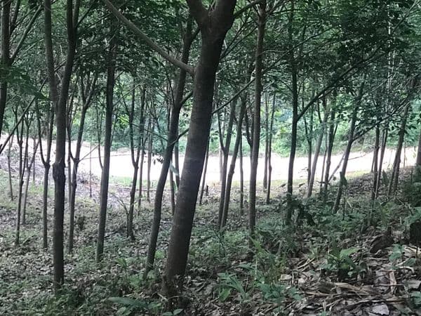 ขายด่วนที่ดิน วิวทะเล ทำเลสวย บรรยากาศดี เขาหลัก จังหวัดพังงา