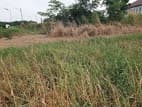 ขายที่ดิน คลองสาม, คลองหลวง ปทุมธานี พื้นที่ 25 ไร่ 6