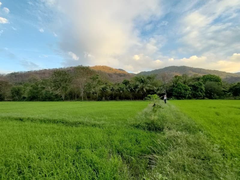 ขายที่ดิน ติดภูเขา ช่องมะเฟือง เนื้อที่ 9 ไร่ ติดภูเขา ติดลำรางน้ำสาธารณะ วิวสวยมาก 6
