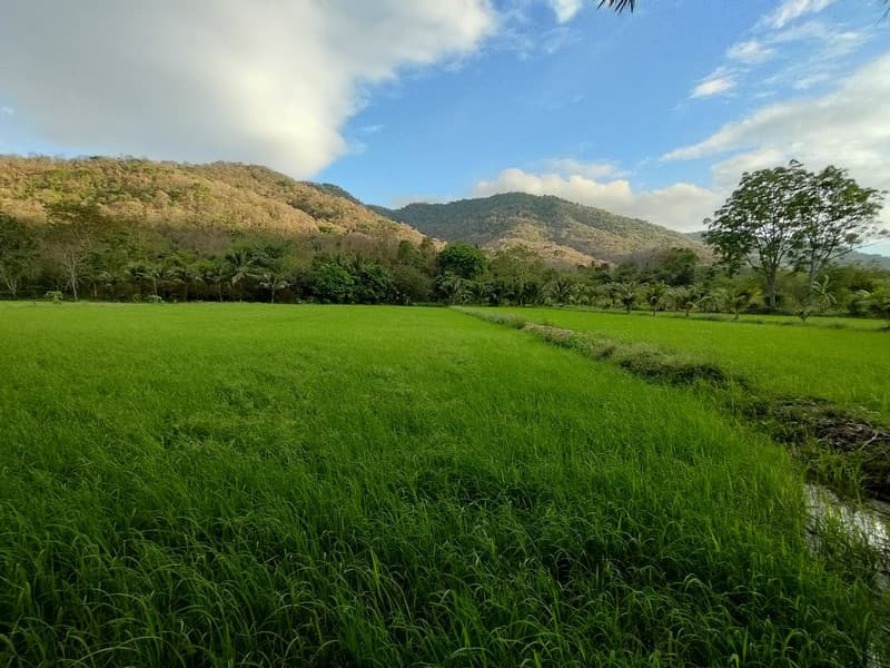 ขายที่ดิน ติดภูเขา ช่องมะเฟือง เนื้อที่ 9 ไร่ ติดภูเขา ติดลำรางน้ำสาธารณะ วิวสวยมาก 2