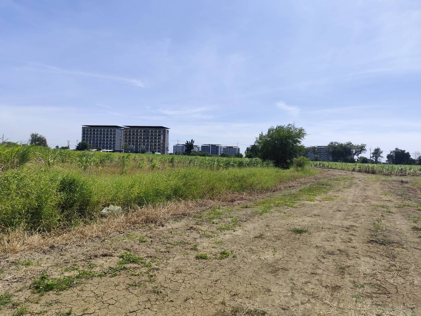 Vacant land for sale 1-9 Rais good view natural plot amidst cornfields near Kasetsart University Nakhon Pathom 2