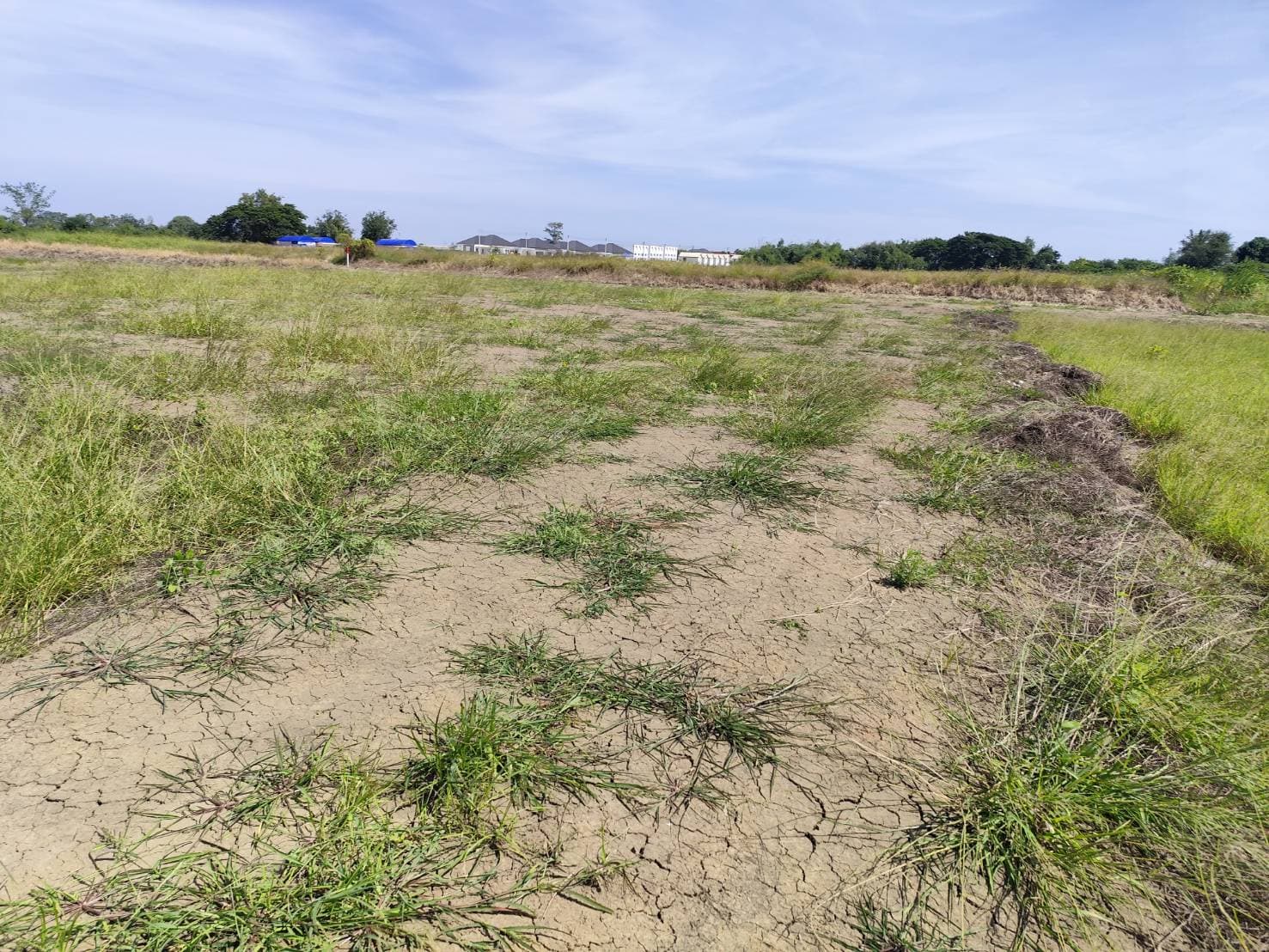 Vacant land for sale 1-9 Rais good view natural plot amidst cornfields near Kasetsart University Nakhon Pathom 3