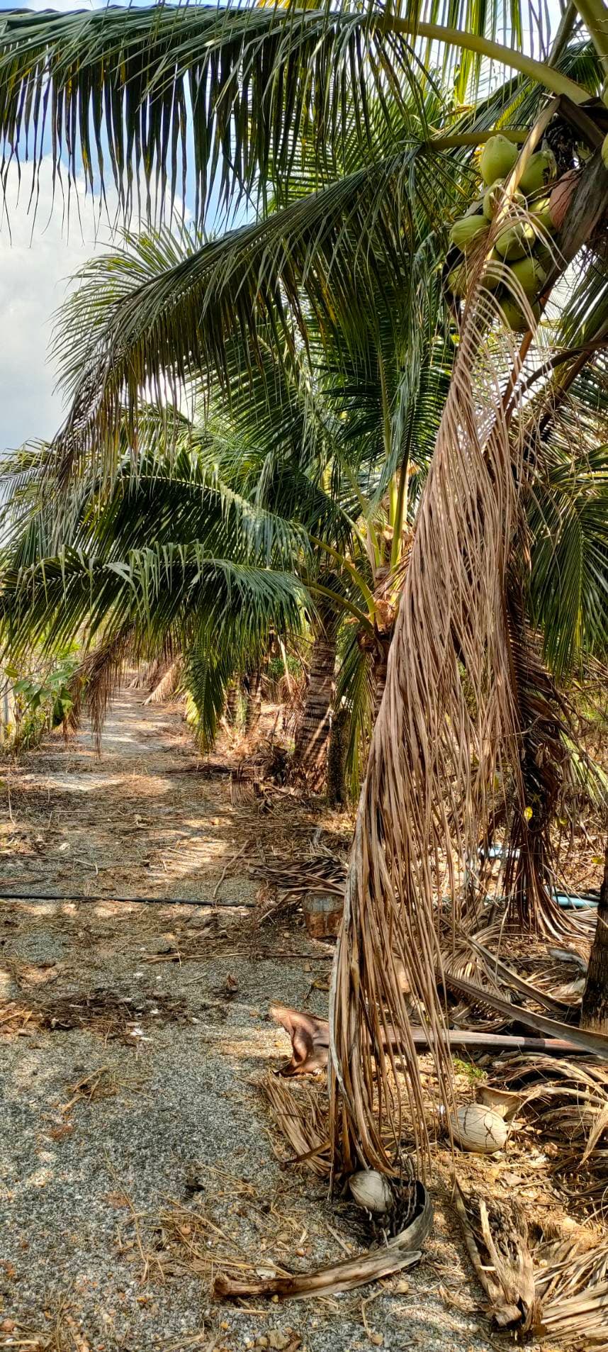 ขายบ้านสวน เพชรบูรณ์SALE FARM OF FRUITS house Beautiful plot of land for sale suitable for continuing a small business 4