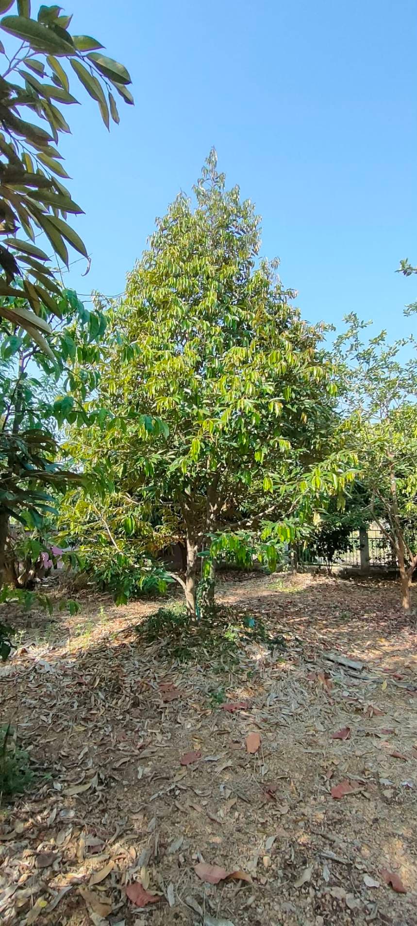 ขายบ้านสวน เพชรบูรณ์SALE FARM OF FRUITS house Beautiful plot of land for sale suitable for continuing a small business