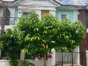 เจ้าของขายเอง ทาวน์เฮ้าส์ใหม่ ใกล้รถไฟฟ้า ใกล้ห้าง ทำเลบางใหญ่ บางบัวทอง นนทบุรี