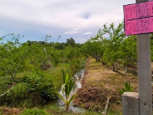 ขายที่ติดคลอง 5 ไร่เศษ ต.ลาดใหญ่ อ.เมือง จ.สมุทรสงคราม