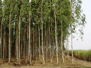 ขายที่สวนยูคาลิปตัส เนื้อที่ 20 ถึง 50 ไร่ ต.ลาดตะเคียน อ.กบินทร์บุรี จ.ปราจีนบุรี