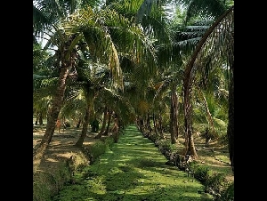 ขายที่ 5 ไร่เศษ ถมแล้วบางส่วน ต.สาวชะโงก  อ.บางคล้า  จ.ฉะเชิงเทรา