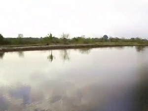 ขายที่บ่อปลา  ติดคลอง  8  ไร่ ต.หนองตีนนก อ.บ้านโพธิ์ จ.ฉะเชิงเทรา