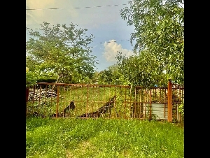 หนองเสือ คลอง14 251ตร.วา. รีบใช้เงิน ขาย ที่ดิน วัดประสิทธิเวช 4.2 กม.ติดถนนสาธารณะ ลาดยางแล้ว ตลาดธนกิจ หนองเสือ 5กม. ปทุมธานี