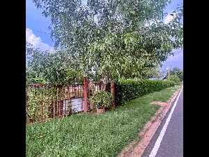 ขาย ที่ดิน หนองเสือ 250 ตร.วา. รีบใช้เงิน วัดประสิทธิเวช 4.2  กม.ติดถนนสาธารณะ ลาดยางแล้ว ถ.รังสิต-นครนายก คลอง 14-15  ปทุมธานี