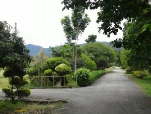 ขายที่ดิน115ไร่ ลดพิเศษ 46ล. ผ่อนได้ ฟรีโอน บ้านยุโรป3หลัง สาธารณูปโภค เหมาะทำรีสอร์ท คาเฟ่ ที่เที่ยว เกษตร ใกล้เทศบาล ต.ทากาศ อ.แม่ทา ลำพูน