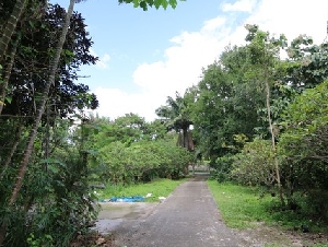 ขายที่ดิน 3-2-41 ไร่ แม่ริม เชียงใหม่ รายล้อมด้วยธรรมชาติ เงียบสงบ