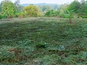 ขายที่ดิน เนื้อที่ 2 ไร่ 2 งาน 28 ตรว. ที่สวย เงียบ สันกำแพง