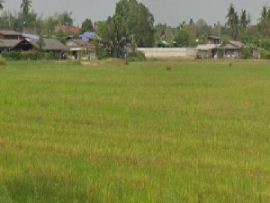 POR3521ขายที่ดิน 40 ไร่ โพธาราม ราชบุรี แหล่งชุมชน ใกล้แยกบางแพ ตำบลวัดแก้ว อำเภอบางแพ จังหวัด ราชบุรี