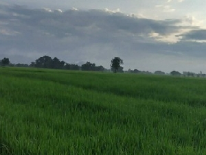 ขายที่ดินราคาถูกอำเภอเนินมะปราง จังหวัดพิษณุโลก เนื้อที่ 10 ไร่