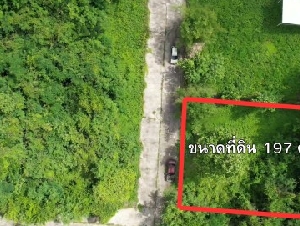 ขายที่ดิน 197 ตร.ว. เพียง 1.576 ล้านบาท | ราคา 8,000 บาท/ตร.ว. | เหมาะสร้างบ้านและลงทุน