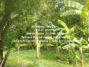 ที่ดิน ขายที่ดินเกษตรกรรมผืนใหญ่ 3-0-27.3 ไร่ ถนนพิบูลสงคราม นนทบุรี 27 ตาราง-วา 0 Ngan 3 RAI  ใกล้กับ ห่างสถานี MRT แยกติวานนท์ ประมาณ 1.8 กม. GOOD