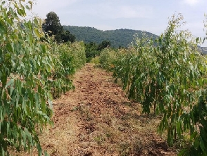 ขายที่ดิน จ.ลพบุรี อ.ลำสนธิ ต.ลำสนธิ  24 ไร่  วิวภูเขาเกือบรอบทิศ 