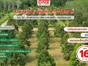 สวนทุเรียนหมอนทอง จำนวน 330 ต้น อายุ 7– 8 ปี  เริ่มให้ผลผลิตแล้ว 2 ปี  เนื้อที่ 12-3-10.6 ไร่