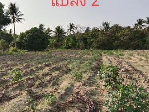 ขายที่ดิน เปล่า 3 แปลง หนองไผ่แก้ว บ้านบึง ชลบุรี เดินทางสะดวก ใกล้ถนน (331) TP-L1810