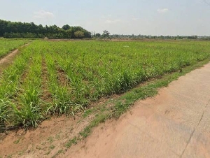 ขายที่ดินเปล่า ทำเลดี ตำบลเหล่าดอกไม้ อำเภอชื่นชมมหาสารคาม