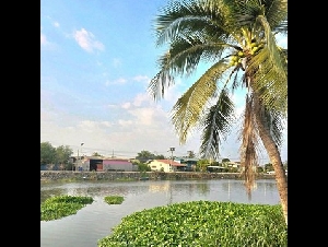 ให้เช่าบ้านเดี่ยวชั้นเดียว รีโนเวทใหม่ อยู่ตำบลบางปลา อำเภอบางเลน 