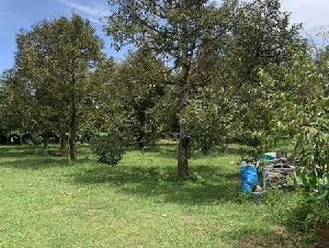 ขายที่ดิน บ้าน พร้อมเข้าอยู่ ขนาด 3ไร่3งาน10ตรว. หน้ากว้าง164เมตรลึก84เมตร