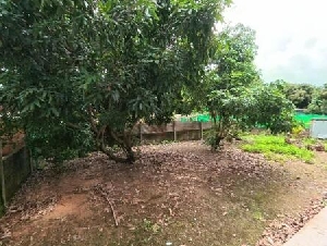  บ้านสวนแม่แตง ใกล้วัดบ้านเด่น & เขื่อนแม่งัด บ้านไม้สัก 2 ชั้น บรรยากาศดีทั้งปี   