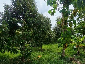 ขายที่เปล่า ที่สวนผสมผสาน ต.ป่าขะ อ.บ้านนา จ.นครนายก การเดินทางสะดวกสบาย เข้าจากถนนสี่เลนเส้นบ้านนาแก่งคอยเพียง 300 เมตรเท่านั้น